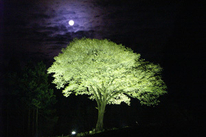 月光桜.jpg